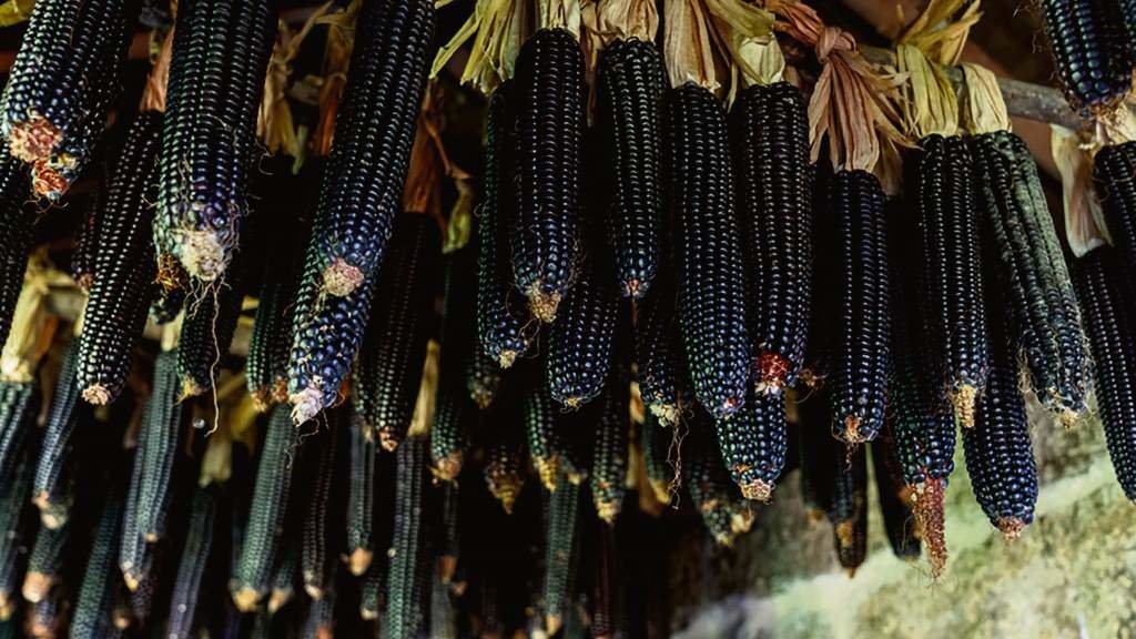 O millo corvo conta cun sabor e unha textura característicos. (Foto: Turismo Rías Baixas)